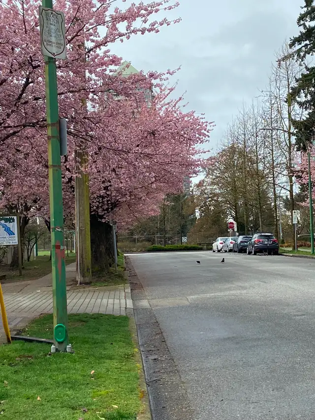 3-BR & Den townhouse for rent in Burnaby-Clean, Bright, Availa - Photo 6