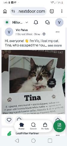 Lost Cat. $300 REWARD