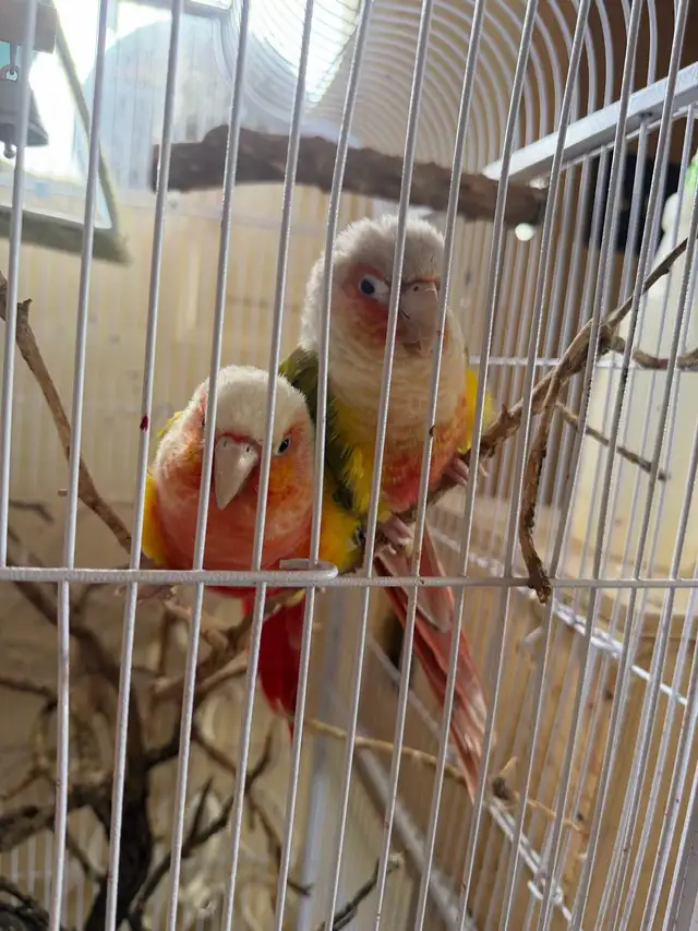 Pineapple Conure