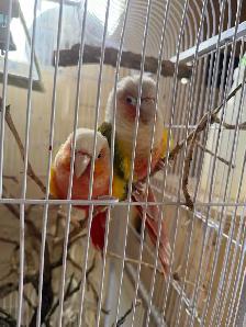 Pineapple Conure