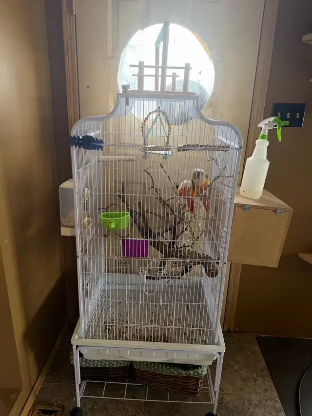 Pineapple Conure - Photo 2