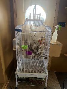 Pineapple Conure - Photo 2