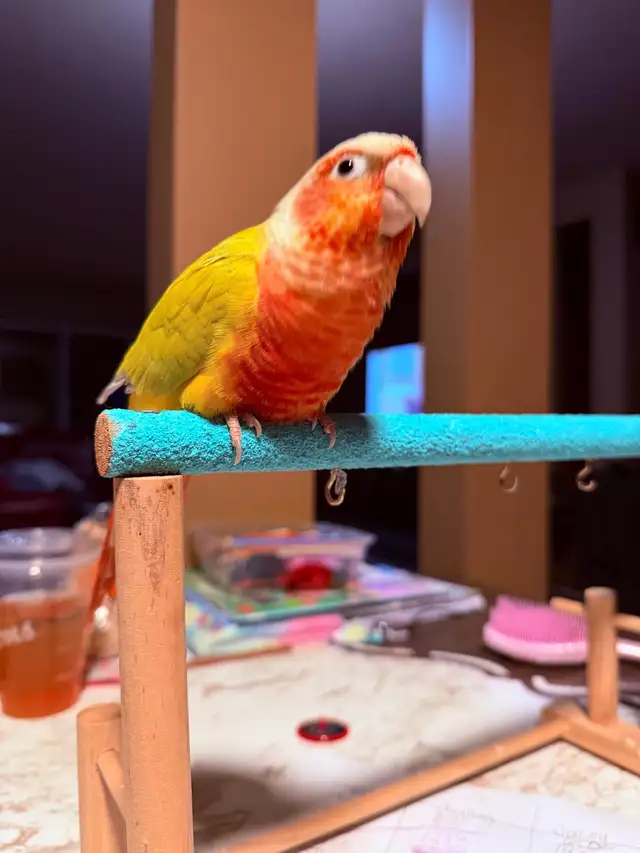 Pineapple Conure - Photo 3