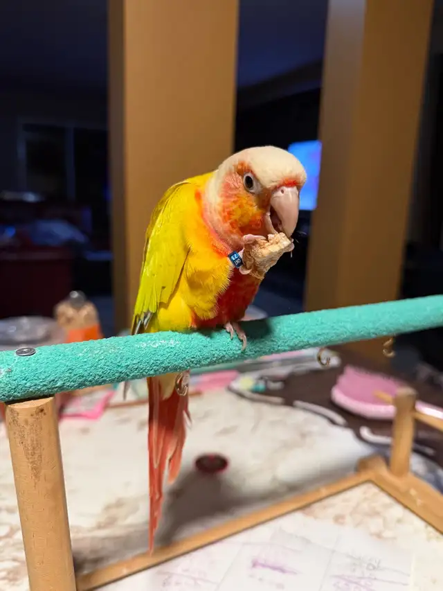 Pineapple Conure - Photo 4