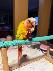 Pineapple Conure - Photo 4