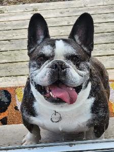 Bulldog francais
