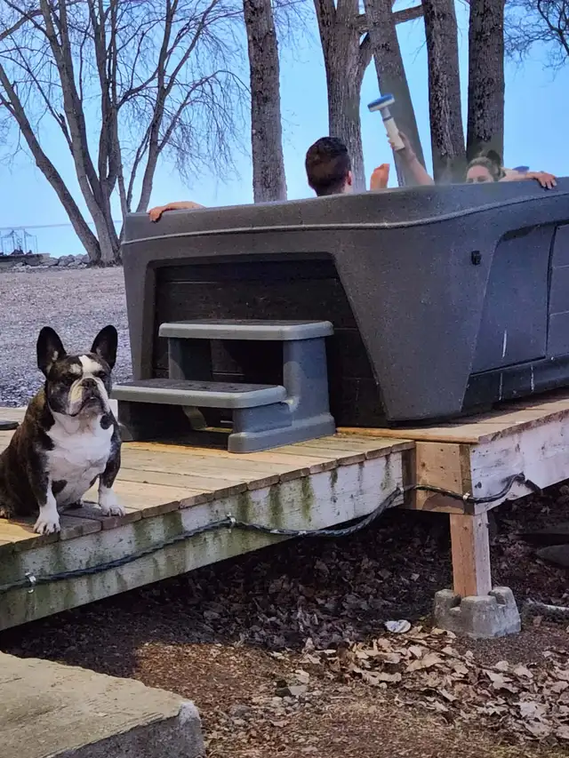 Bulldog francais - Photo 2