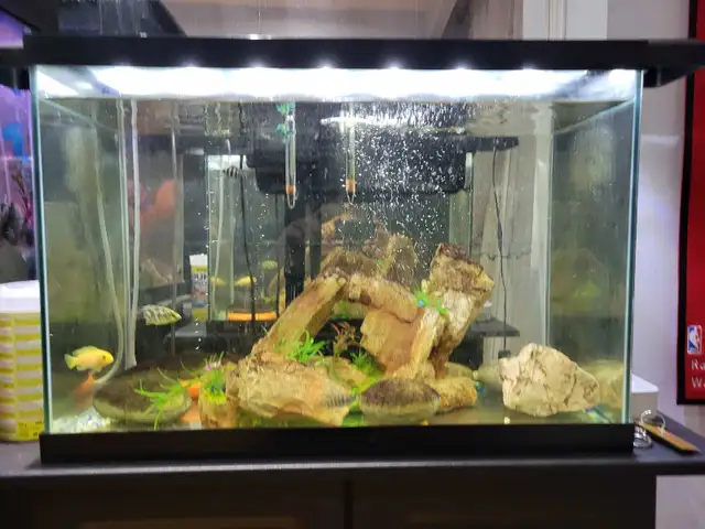 20 Gallon Aquarium For Sale - Photo 6