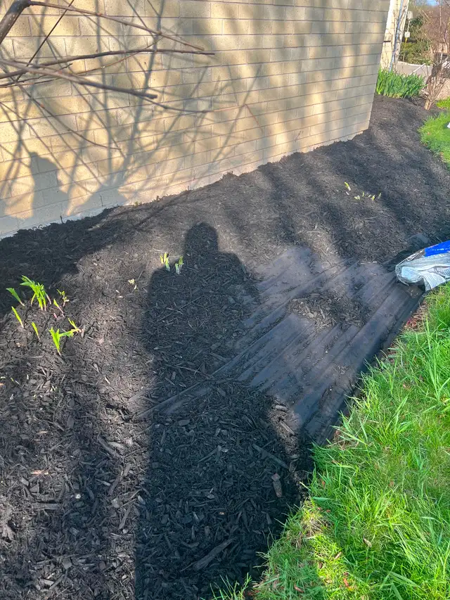 Landscaping grass cut . Sod. Mulch . Powerwash - Photo 6