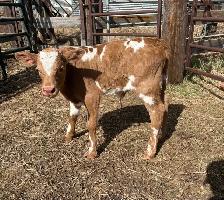 Bull Calf