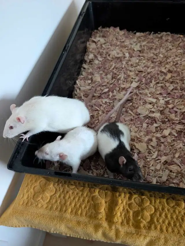3 rattes et grande cage à donner