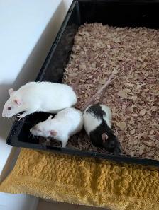3 rattes et grande cage à donner