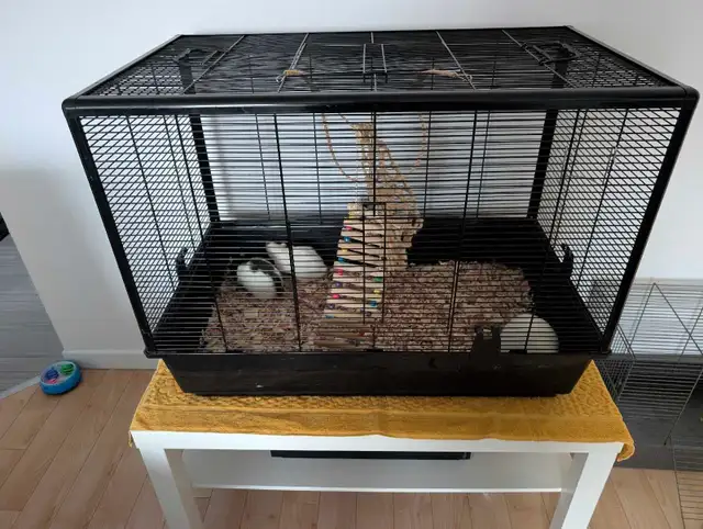 3 rattes et grande cage à donner - Photo 2