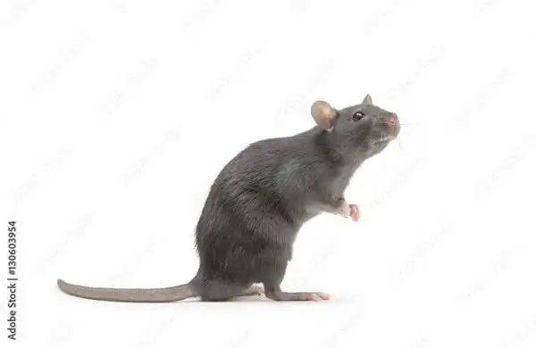 CROSSPOINT PEST CONTROL,