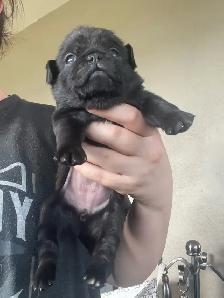 Long haired Pug puppy