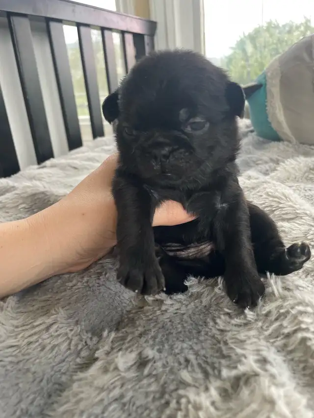 Long haired Pug puppy - Photo 2
