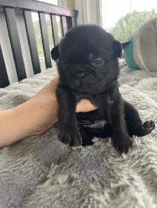 Long haired Pug puppy - Photo 2