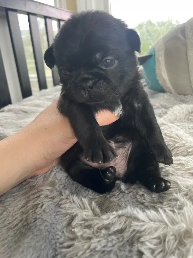 Long haired Pug puppy - Photo 3