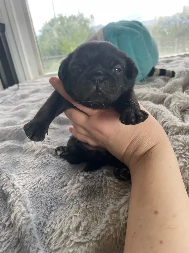 Long haired Pug puppy - Photo 4