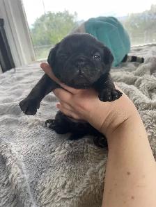 Long haired Pug puppy - Photo 4