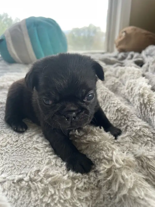 Long haired Pug puppy - Photo 5