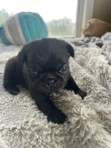 Long haired Pug puppy - Photo 5