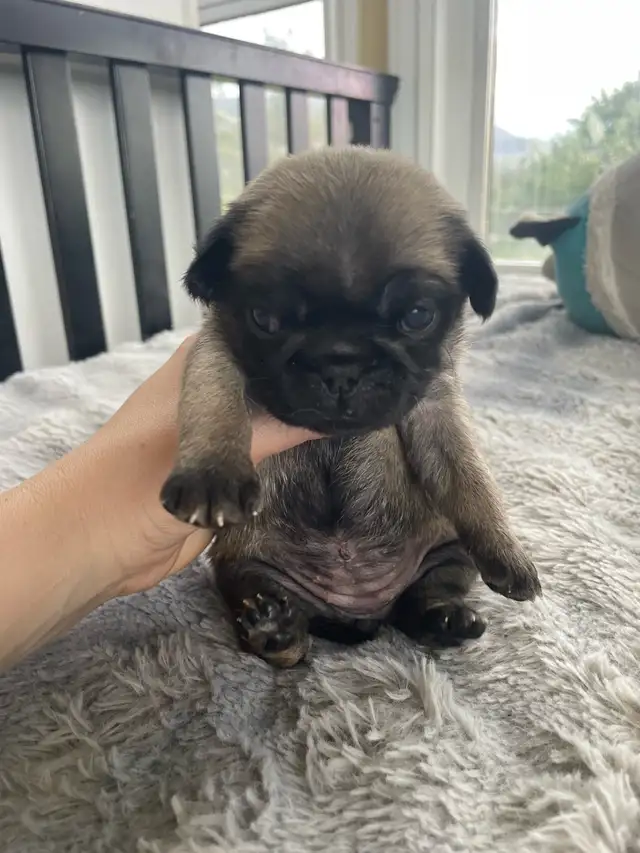 Long haired Pug puppy - Photo 6