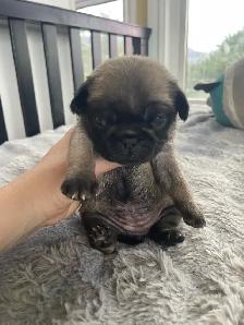 Long haired Pug puppy - Photo 6
