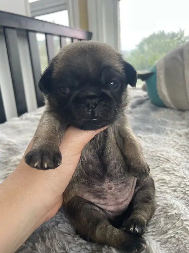 Long haired Pug puppy - Photo 7
