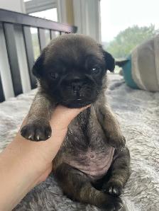 Long haired Pug puppy - Photo 7