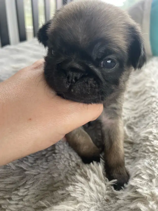 Long haired Pug puppy - Photo 8