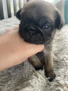 Long haired Pug puppy - Photo 8