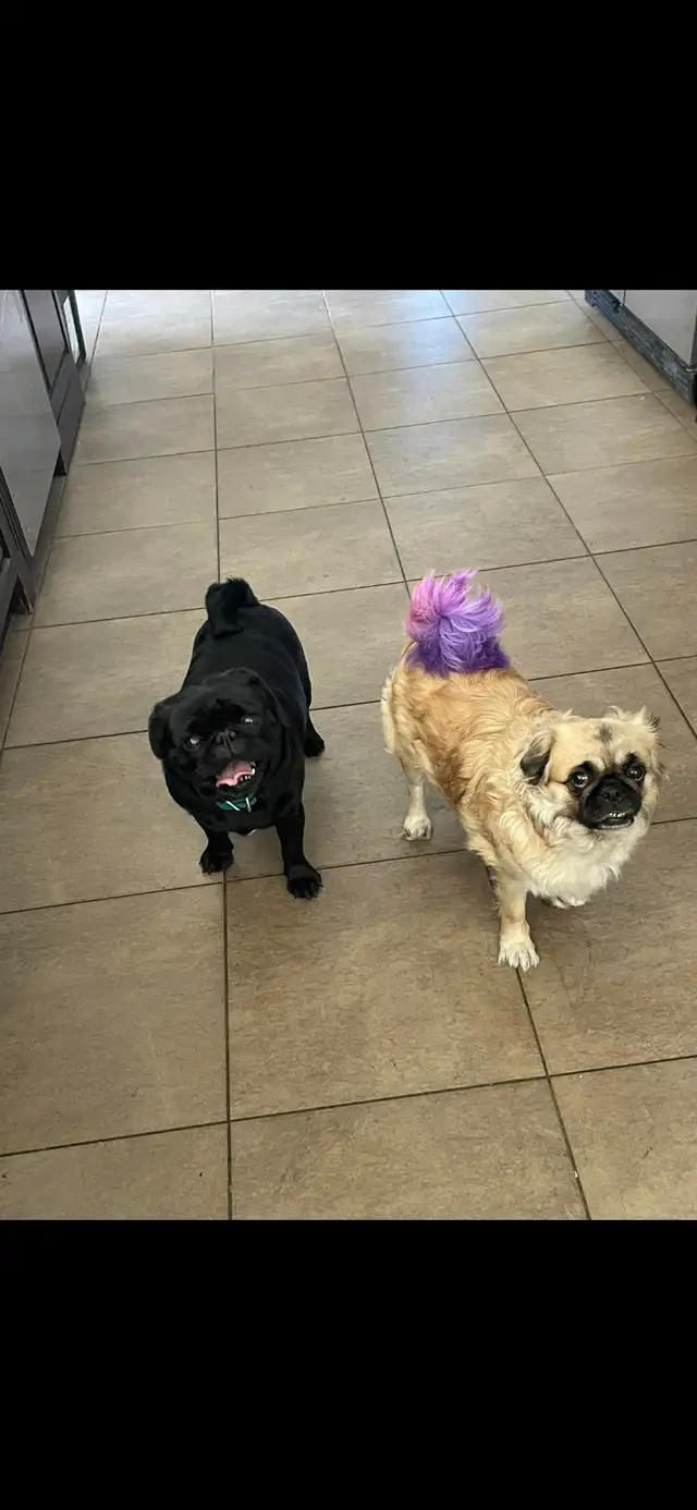 Long haired Pug puppy - Photo 9