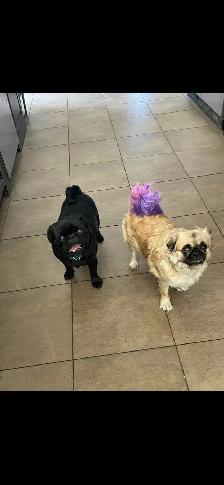 Long haired Pug puppy - Photo 9