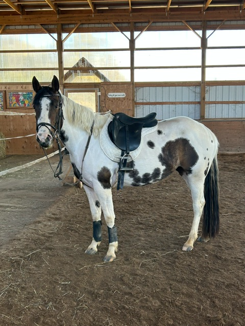 Beautiful paint mare 4 y.o.