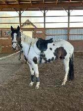 Beautiful paint mare 4 y.o.