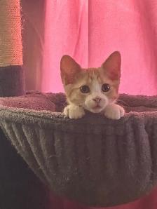 Bengal tabby kitten