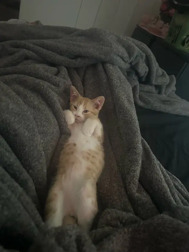 Bengal tabby kitten - Photo 2