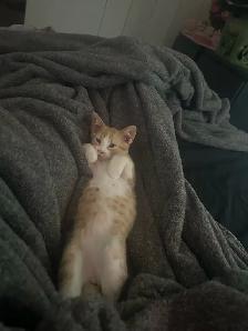 Bengal tabby kitten - Photo 2