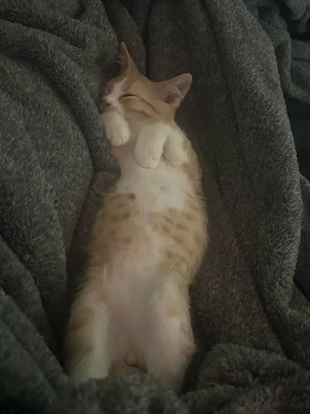 Bengal tabby kitten - Photo 3