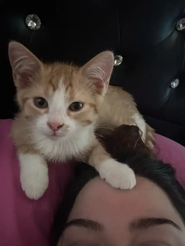 Bengal tabby kitten - Photo 4
