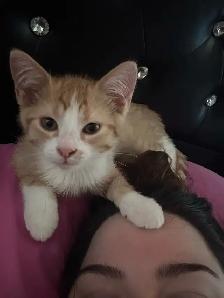 Bengal tabby kitten - Photo 4