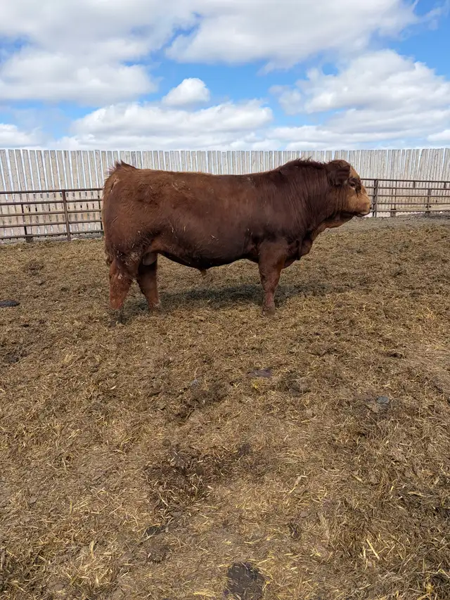 Red Yearling Simmental Bull