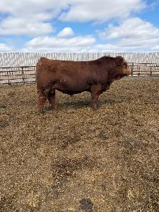 Red Yearling Simmental Bull