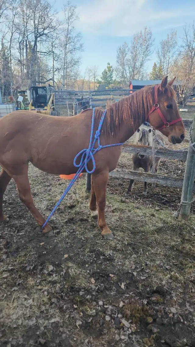 Farrier work
