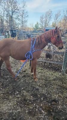 Farrier work