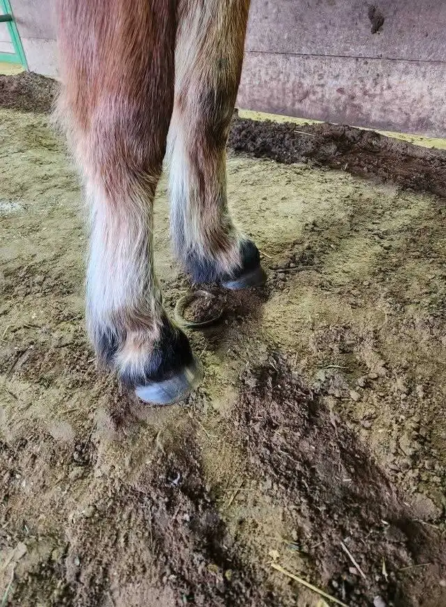 Farrier work - Photo 4