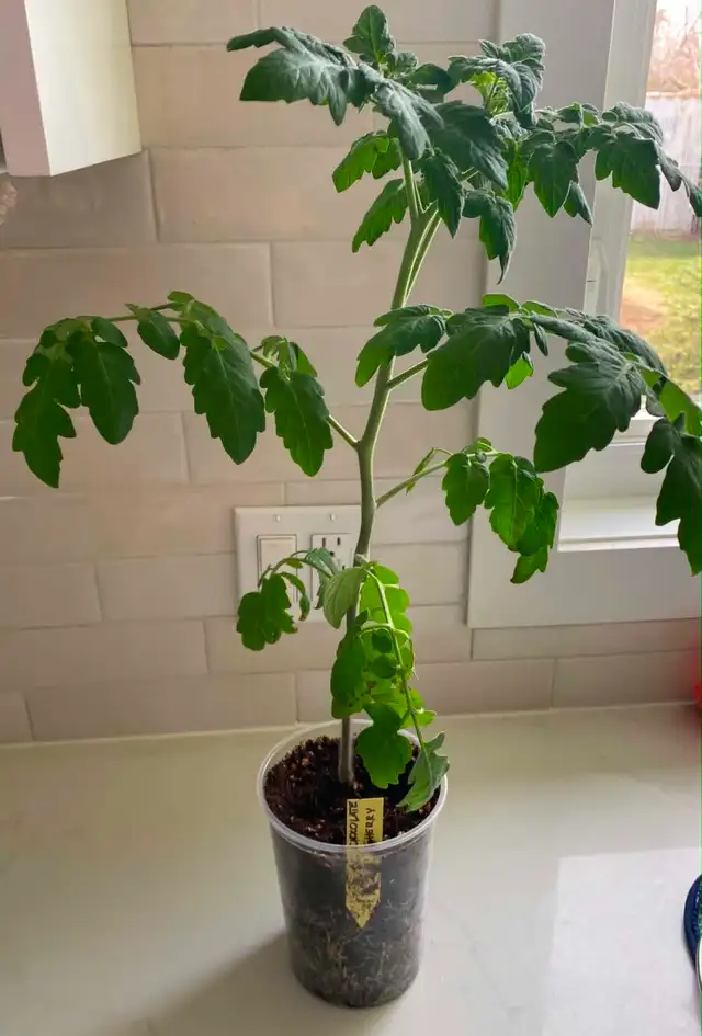 Organic Tomato Plants / Seedlings