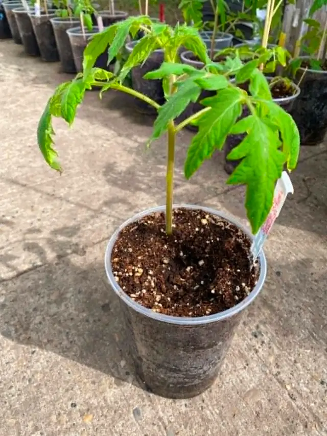Organic Tomato Plants / Seedlings - Photo 2