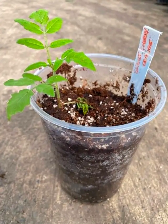 Organic Tomato Plants / Seedlings - Photo 3